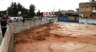 Sel Felaketinde Hayvanlar Telef Oldu