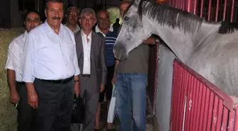 At Yetiştiricisi Yücel Açıklaması