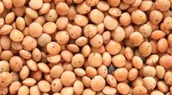 Gaziantep Ticaret Borsası