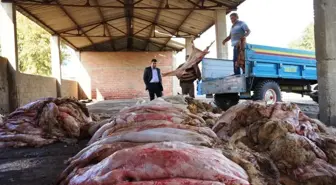 Thk Muğla'da 76 Bin 426 Deri Topladı