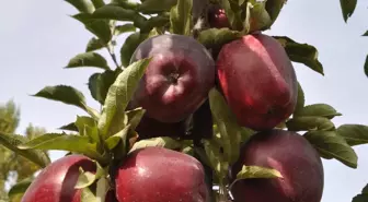 Hobi Olarak Başladığı Elmacılığı Ticarete Dönüştürdü