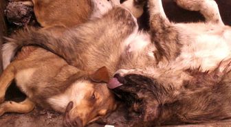 'Türkiye Sokak Köpekleri Sorununu Kendi Çözsün'