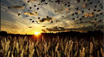 Dünya Tahıl Üretimi, 'Doyurmaya Yetmeyecek'