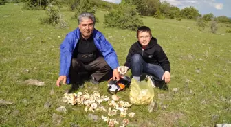 Mantar Mevsimi Geldi Zehirlisine Dikkat