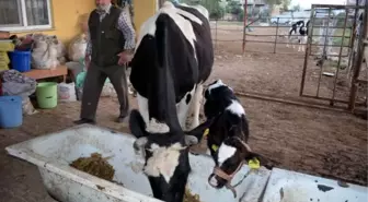 Üç Burun Delikli Buzağı