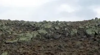 Erciyes Dağı Liken Florası Zengini