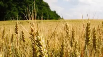 Uşak Ticaret Borsası