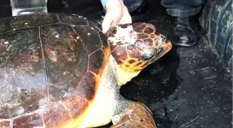 Yaralı Caretta Caretta Karaya Vurdu