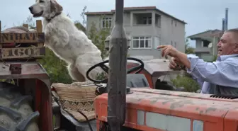 Köpeği ile Sahibinin Dostluğu Görenleri Şaşırtıyor