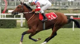 'Şampiyonlar' Yetiştiren Çiftlik