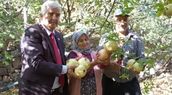 Tescilli Narın Hasadına Başlandı