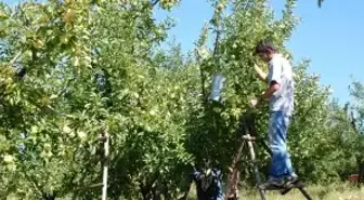 Bayramiç Elması Marka Oluyor