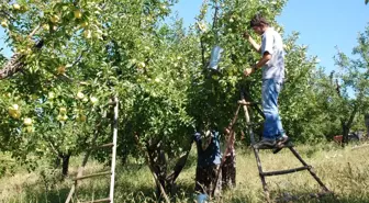 Bayramiç Elması Marka Oluyor