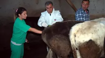 Veteriner Hekim CHP'li Vekile Besicinin Feryadı