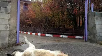 Erzurum'da Yine Köpek Katliamı