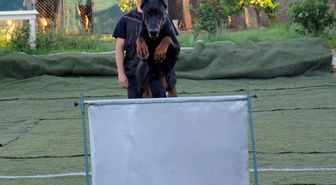 Doberman Cinsi Köpek Şampiyonaya Hazırlanıyor