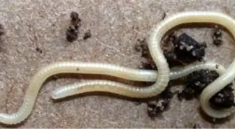 Bu Kadar Bacak Kimsede Yok!