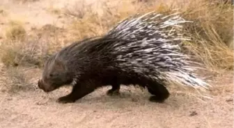 'Hint Oklu Kirpi' Şaşkınlığı