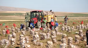 Nevşehir'de Patates Hasadı Sona Erdi