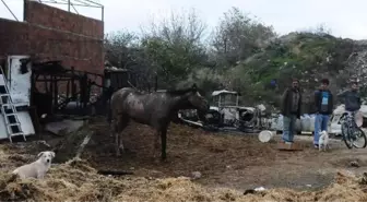 Baraka Yangınında 3 Tay Telef Oldu, 'Bulut' Kurtuldu