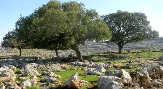 Gayber Ziyareti Çevresindeki Tarihi Ağaçlar Korunmayı Bekliyor
