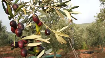 Zeytinde Erken Hasat Verim Kaybına Neden Oluyor
