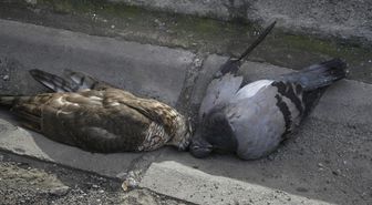 Güvercin Avı Atmacanın Sonu Oldu