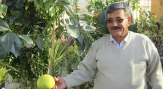 Ağaç Kavunu Şifa Deposu