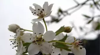 Aralık Ayında Badem ve Armut Ağaçları Çiçek Açtı