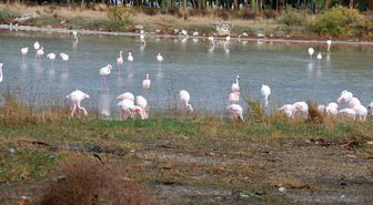 Aliağa, Flamingolarla Renklendi