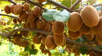 Araklı'da Kivi Üretimi