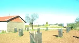 Türkiye' Nin İlk Mangosu Manavgat'ta Yetiştirildi