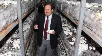 Çarşamba'da Kültür Mantarı Yaygınlaşıyor