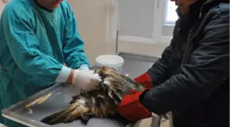 Avcıların Vurduğu Şahinin Yarasını Sardılar