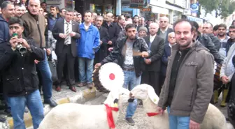 Samandağ'da Gürsel Tekin Coşkusu