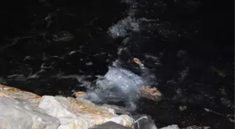 Borç Listesi Bırakıp, Arabalı Vapurdan Ölüme Atladı