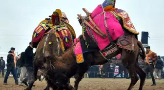 Deve Sevdası Yağmur Dinlemedi