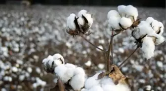 Adana Ticaret Borsası