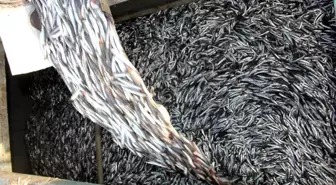 Doğu Karadeniz'de Herkesin Gözü Hamside