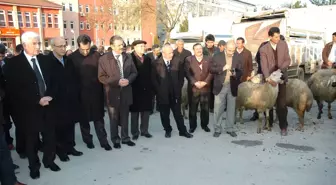 Karaman'da Üreticilere 27 Damızlık Koyun Dağıtıldı