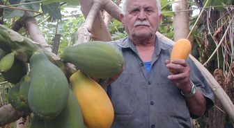 Tropikal Meyveler Alanyalı Oldu