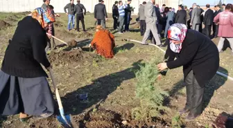Osmaniye'de Fidan Dikimi