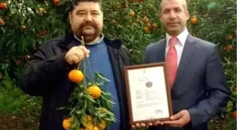 Üç Yıllık Çalışma ile Bodrum 'Mandarini' Tescillendi