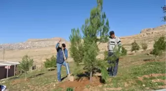 Ağaçlandırma Çalışmalarına Devam Ediyor