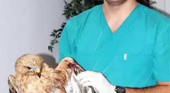 Yaralı Şahini, Profesör Ameliyat Etti