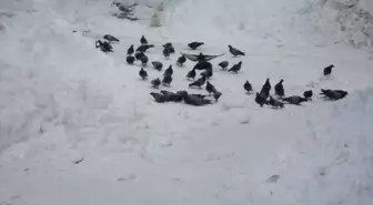 Kış Mevsiminde Güvercinler Unutulmadı