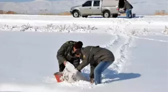 Hayvanlar İçin Doğaya Yem Bırakıldı