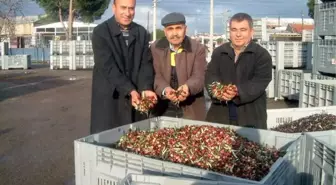 Tariş'in Zeytinyağı Fiyatına Üreticiden Tepki