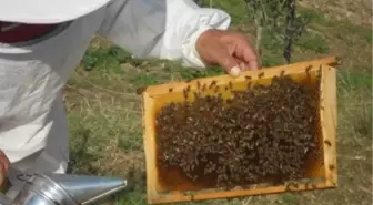 Cezaevinden Arıcılığa Destek