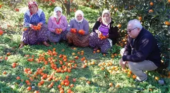 Fırtına Mandalinaları Döktü, Üretici Zarar Gördü